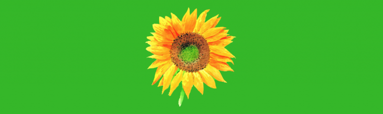 Sunflower Themed Gifts 768x230 