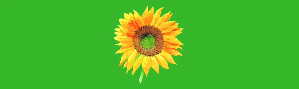 Sunflower Themed Gifts